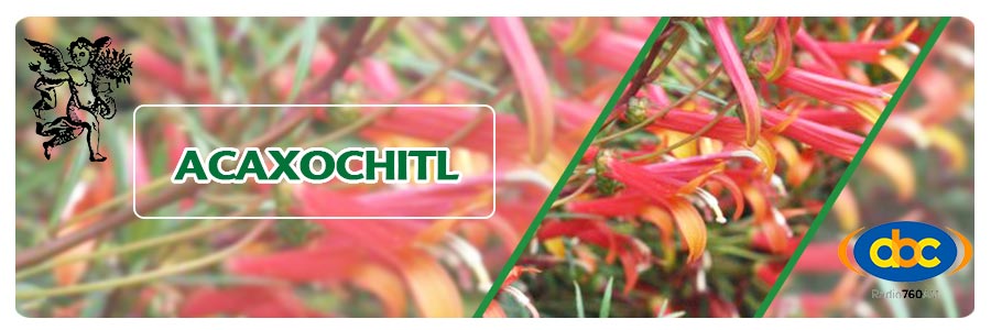 acaxochitl, el ángel de tu salud, programa rodrigo mondragón, plantas medicinales para sistema respiratorio