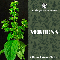 Inflorescencias en verticilos ubicadas en el ápice de las ramas. Flores con cáliz bilabiado de 7 a 9 mm de largo, bilabiada, el superior 4-lobado, el más bajo entero; estambres en número de 4.