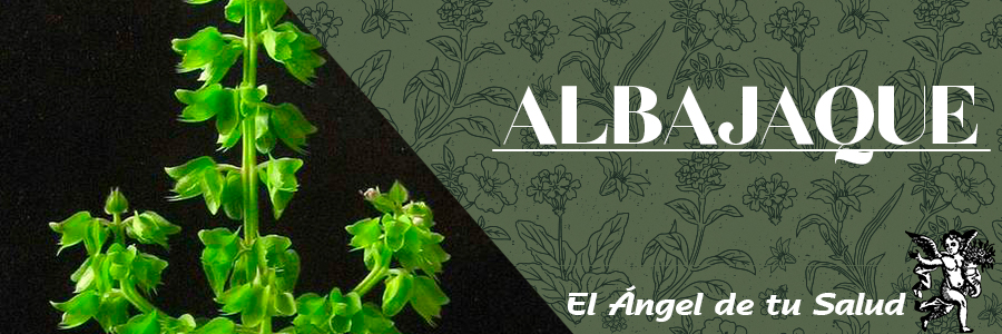 Planta herbácea de hasta 1 m de alto. Hojas romboides a ovadas de 7 mm de largo x 3,5 mm de ancho, base atenuada, redondeada, ápice agudo o acuminado, aserrada.