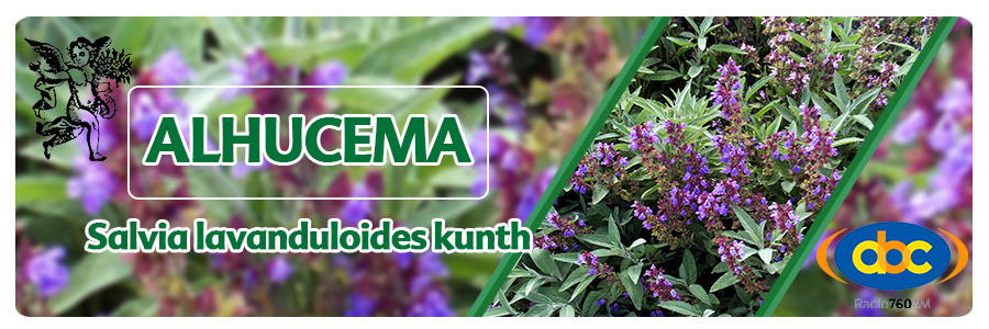 La Alhucema (salvia lavanduloides) es una planta aromática con diversas propiedades medicinales. En la antigüedad era una planta utilizada por griegos, egipcios y romanos en sus baños con el fin de relajarse y curar problemas mentales