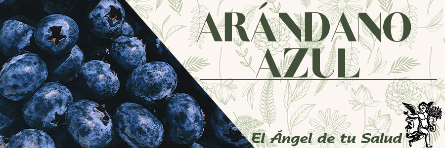 Reduce el colesterol: el antioxidante pterostilbeno, muy concentrado en los arándanos, reduce el colesterol en la misma medida que muchos medicamentos, por lo que comiendo arándanos puedes disminuir tu colesterol sin tener abusar de la química.