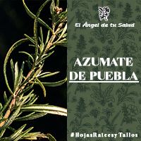 Las hojas son muy variadas, las flores crecen colgando en la parte superior del tallo y son pequeñas verdes o amarillas. Florece de agosto a octubre y las semillas maduran entre  septiembre y octubre. La especie es hermafrodita (tiene órganos masculinos y femeninos).