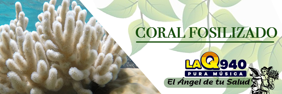 El calcio coralino fosilizado es una fuente excelente del calcio fácilmente accesible y absorbible en el cuerpo.
