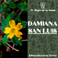 Sus flores son amarillas y parecen como estrellitas escondidas entre las ramas y sus frutos son unas cápsulas. Las hojas son simples, alternas, aromáticas, oblongas o rómbico-ovadas, de 1 a 2cm de largo.