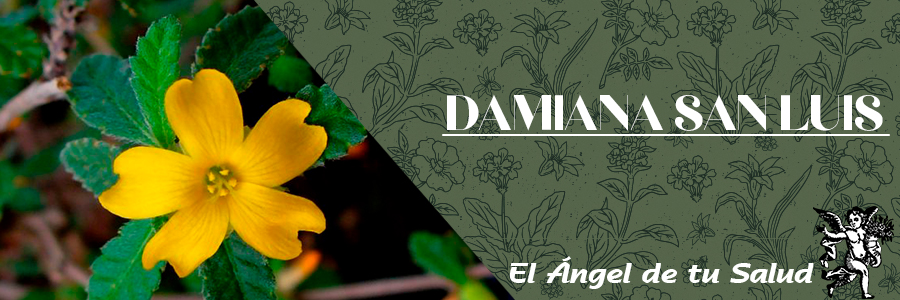 La damiana es un arbusto de hasta 1.5m de altura que está muy ramificado y cuyos tallos son ligeramente rojizos. Las hojas son pequeñas, arrugadas y en el borde tienen dientes, despiden un fuerte aroma cuando se estrujan. 