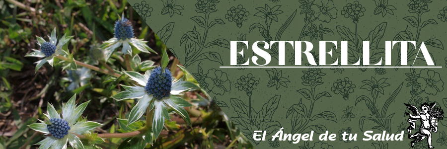 Los usos medicinales de esta planta se registran en la zona centro del país, siendo principalmente empleado en problemas renales