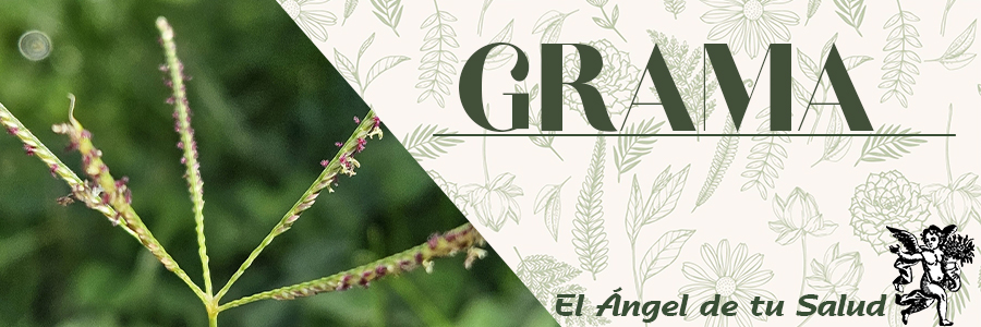 La grama es: antiinflamatoria, diurética y refrescante. Se ha usado con éxito para tratar condiciones de mala salud.