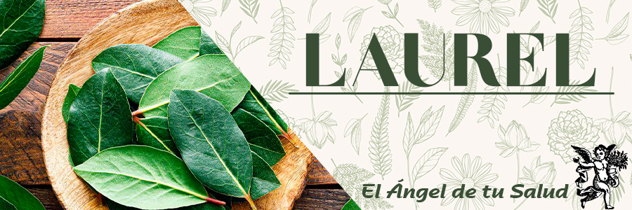 El Laurel puede servir como calmante, ayuda a combatir el estrés, carminativo, digestivo, reguladoras de la menstruación, diuréticas, antirreumáticas y dermatológicas.