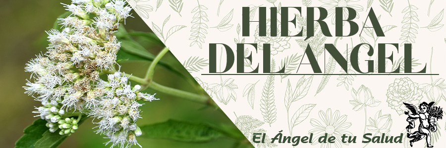 Es de gran utilidad tomarla cuando los enfermos graves no quieren probar alimentos, para los convalecientes, para lo que bajaron de peso y están sin hambre, sin sabor de la comida, para aquéllos que todo les sabe a cartón, nada los estimula a probar alimentos, no se les hace “agua la boca”.