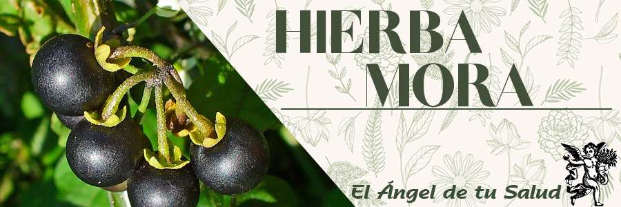 Es un calmante con aplicación externa; aplicada en fomentos se ha usado contra la erisipela; además es comestible, cuando la planta es tierna.