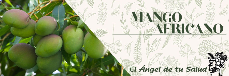 La pulpa de la fruta tiene un delicioso sabor, un alto valor nutricional, es rica en proteínas y fibra, muestra un verdadero potencial para ayudar a aumentar el metabolismo, reducir el apetito, evitar el estreñimiento, regular los niveles de azúcar en la sangre, reducir el colesterol y los triglicéridos.
