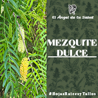 El fruto es una vaina que puede ser de color paja o rojizo violáceo, con forma alargada, recta o arqueada, puede medir de diez a treinta centímetros de longitud, ser plano o cilíndrico en la madurez y contener de 12 a 20 semillas.