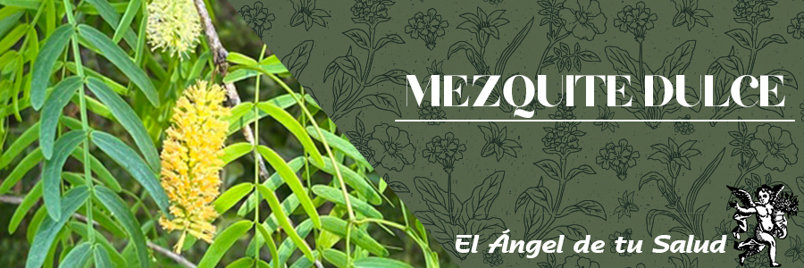 El mezquite es un árbol espinoso que alcanza hasta los 10 metros de altura; sus raíces pueden tener más de 50 metros de profundidad y hasta 15 metros en sus laterales. Los tallos presentan corteza oscura y ramas con abundantes espinas axilares o terminales.