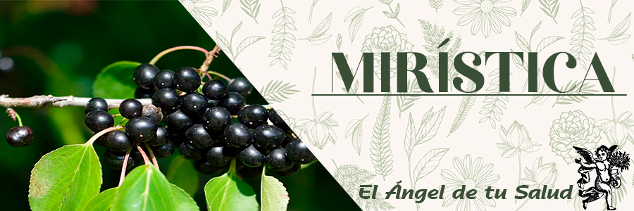 Para la ictericia, hemorroides, gota, artritis e inducir la menstruación. 