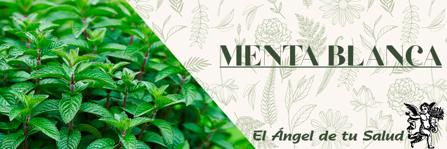 Las hojas de la Menta Blanca estimulan la producción y secreción de la bilis, lo que beneficia al hígado, al páncreas y a la vesícula biliar. 