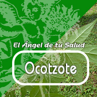 El ocotzote es una planta que se ha usado tradicionalmente para “enfermedades del alma” y del cuerpo.