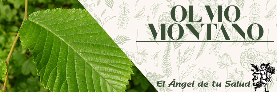 La semilla de Olmo Montano se usa para la diarrea, la artritris y el dolor reumático.