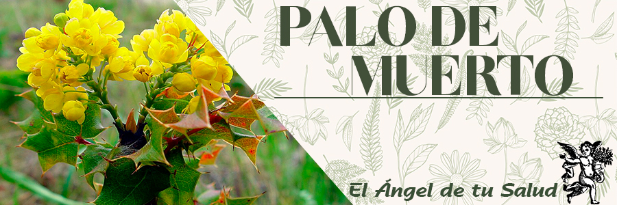 Tónico para la vesícula biliar, ya que promueve el flujo de bilis y también reduce la formación de cálculos biliares, la parálisis y la ictericia, desinflama el oído.