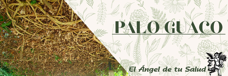 El tallo del Palo Guaco se prescribe para disminuir síntomas generados por afecciones del sistema músculo-esquelético.