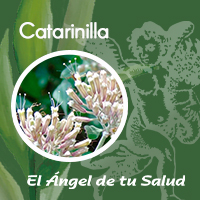 La catarinilla es una planta medicinal muy consumida en México para tratar la diabetes debido a su actividad hipoglucémica (baja el nivel de azúcar en la sangre).