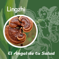 El Lingzhi actúa mediante sus elementos nutracéuticos mejorarando el estado de las personas.