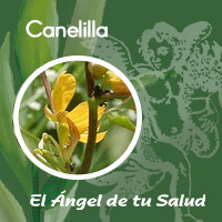 En Sonora se usan las hojas del frijolillo para tratar males estomacales, fiebres, reumas, afecciones de la piel enfermedades venéreas, hidropesía y debilidad.