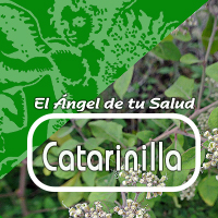 La catarinilla es una planta medicinal muy consumida en México para tratar la diabetes debido a su actividad hipoglucémica (baja el nivel de azúcar en la sangre).