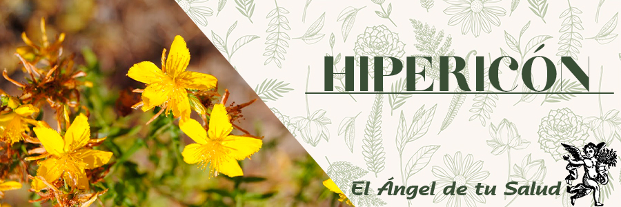 El hipérico destaca por su efecto antidepresivo, con reducción del comportamiento agresivo y mejoría de los principales síntomas del síndrome depresivo en el ser humano