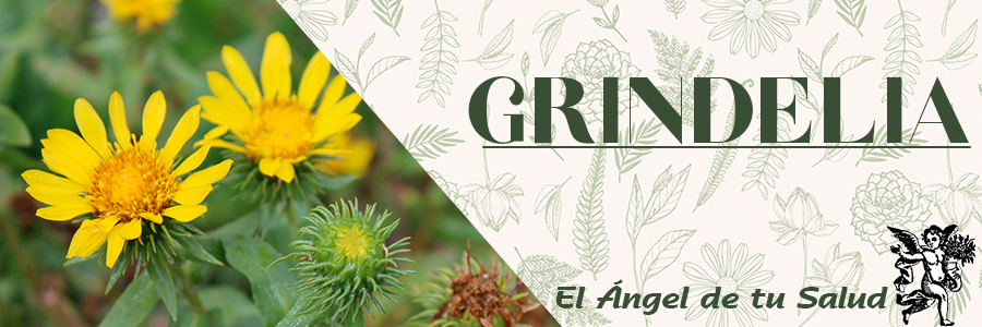 La experimentación ha permitido comprobar su efecto antibacteriano y antifúngico, antioxidante, antiinflamatorio y antiespasmódico.
