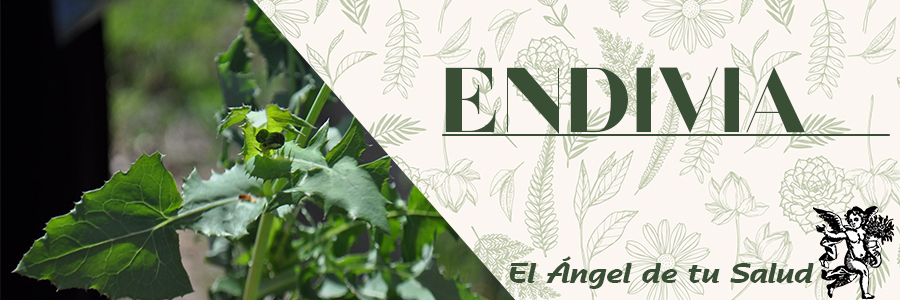 La hoja y el tallo de la Endivia son utilizadas para tratar principalmente problemas hepáticos (hígado). Además de ser un gran catalizador de heridas, así como para tratar el estómago. 
