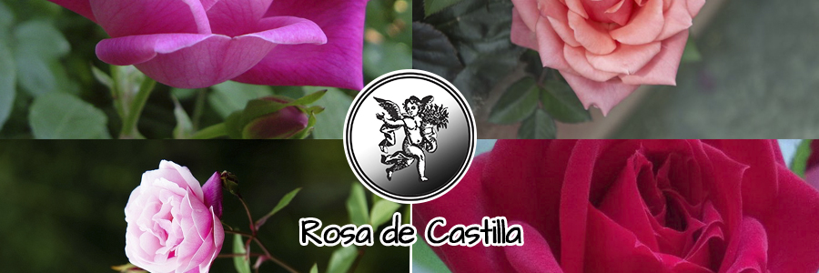 La rosa de castilla es empleada, en diferentes estados del país, para tratar la fiebre o calentura.