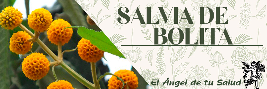 Favorece la digestión y estimula los movimientos del intestino, disminuye la secreción de sudor, saliva, orina y moco, se usa con éxito en casos de bronquitis y tuberculosis. 