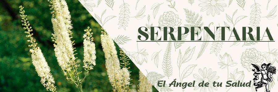 Desde antiguo se valen de sus rizomas y raíces como antídoto contra la mordedura de la serpiente de cascabel.