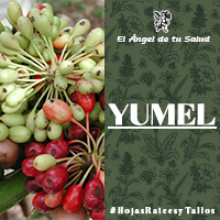 Se usa para el “mal de orín”; ya que sus propiedades diuréticas ayudan a limpiar los riñones