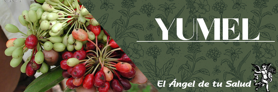 La tintura de yumel es uno de los muchos medicamentos homeopa?ticos usados para ca?lculos vesiculares y de rin?o?n