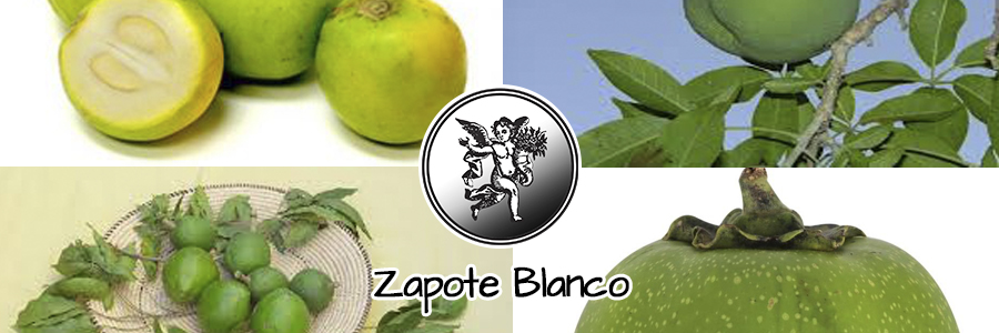 No obstante, las propiedades medicinales del zapote blanco más famosas se deben a los aceites esenciales que contienen las semillas del fruto y, en especial, la corteza del árbol.
