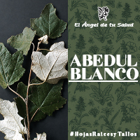 El Abedul Blanco tiene una acción muy eficaz para disolver y sacar del cuerpo el ácido úrico y para combatir la inflamación de las articulaciones, para ayudar a curar artritis y gota.
