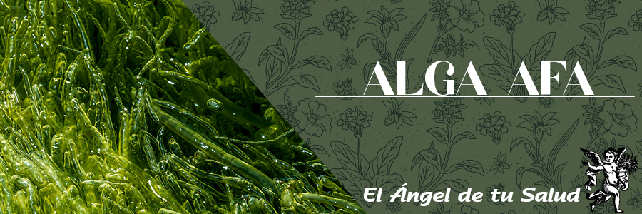 El Alga AFA tiene propiedades antiinflamatorias gracias a la cantidad de antioxidantes; su sinergia con vitaminas y minerales, son u?tiles en el tratamiento de la diabetes y la obesidad.