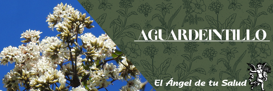 La infusión de las hojas de Aguardientillo se utiliza como tónico, es estimulante en casos de catarro y ayuda en enfermedades pulmonares.