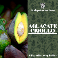 En la región michoacana, se ha utilizado la pulpa sobre la articulación de la rodilla. 