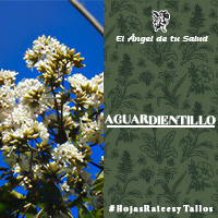 El Aguardientillo se puede emplear molida y macerada en alcohol, en fricciones contra el reumatismo, la ciática, en polvo con grasa de cerdo sin sal, pomada contra reumatismos, lumbago y dolores musculares.
