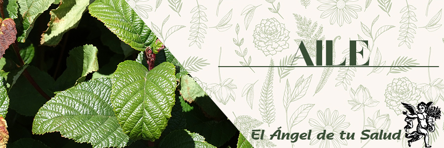 Tradicionalmente el Aile se ha empleado como antitérmica en síndromes febriles y gripales, de manera local, para el tratamiento de las afecciones del cuero cabelludo que cursan con descamación.