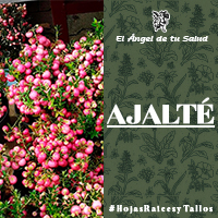 El Ajalté es analgésico, excelente para combatir la migraña y desinflamatorio, sobre todo para los músculos, la gota, artritis o cualquier dolor reumático.