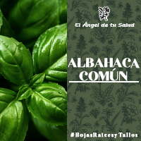 su contenido en Eugenol le otorga porpiedades anticoagulantes, muy adecuadas para mejorar la circulación sanguínea, pues esta propiedad puede ser aprovechada para evitar el mal de altura o mejorar sus síntomas.