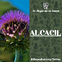 EL Alcacil es un excelente antiinflamatorio y antioxidante del organismo,? lo que lo faculta como coadyuvante para el tratamiento de la obesidad, diabetes y de otras enfermedades que cursen con inflamación.