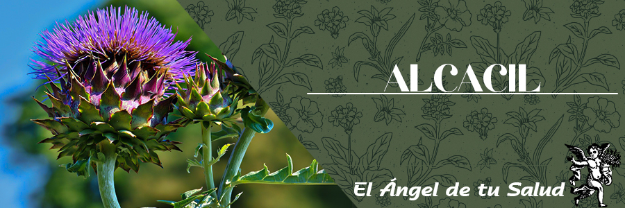 Es especialmente útil en el caso de congestión o hígado perezoso, ictericia y mala digestión de las grasas. Al estimular la secreción biliar, facilita la digestión.