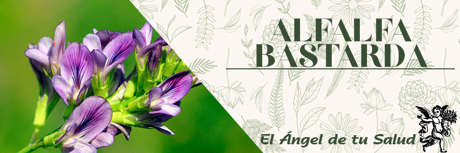 Se utiliza en hemorragias nasales, gástricas y uterinas. Recordemos que cualquier sangrado anormal debe ser objeto de consulta médica. 