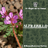 Para bajar la inflamación de la garganta y la calentura, la infusión se elabora con raíz, tallo, hojas y flor, y se bebe como té. 