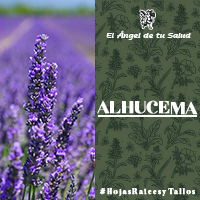 La Alhucema calma el sistema nervioso y facilita el buen sueño, pues en ocasiones se le suele usar en cuestiones de aromaterapia.