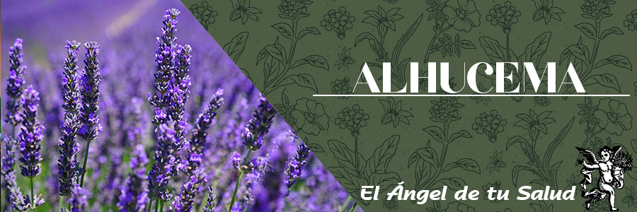 La Alhucema posee cualidades antiespasmódicas así como antibacterianas, además de ser un excelente antiséptico que se recomienda para infecciones de la piel y en heridas cutáneas.